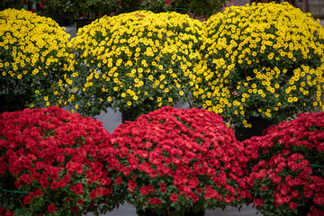 密集して咲く黄色と赤の小菊