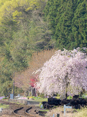 桜が咲く春の小さな駅　わたらせ渓谷鐵道の上神梅駅