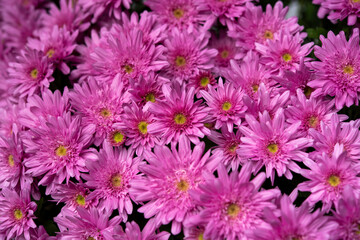 密集して咲く濃いピンク色の小菊
