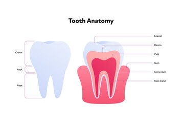 Tooth anatomy chart. Vector biomedical illustration. Cross section with text isolated on white background. Inner and outer teeth structure. Design for healthcare, dentistry