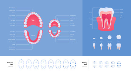 Dental jaw and tooth anatomy chart. Vector biomedical illustration. Color infographic set. Eruption dates. Primary and permanent teeth. Incisor, canine, molar, premolar icon. Design for healthcare