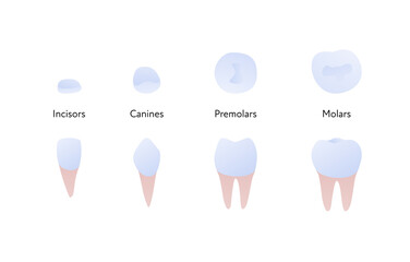 Tooth anatomy chart. Vector biomedical illustration. Incisor, canine, molar, premolar color icon set isolated on white background. Side and top view. Design for healthcare, dentistry