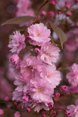 pink and white flowers