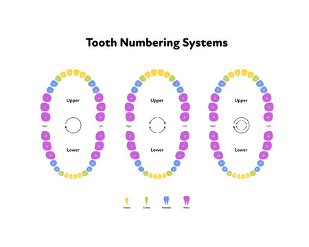 Dental Tooth Numbering Chart Images – Browse 367 Stock Photos, Vectors, and  Video | Adobe Stock