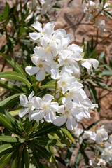 White flowers in the wild. Nerium oleander.