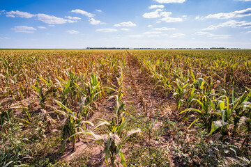 Devastated and dry corn field because of long drought in summer.