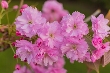 pink and white flowers