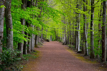 Obraz premium alley in the park