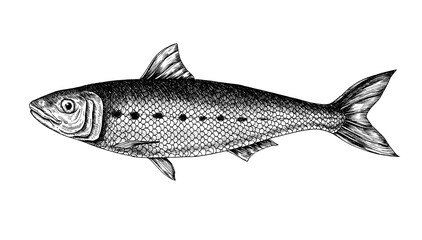 Hand drawn sardine fish 