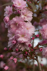 pink cherry blossom