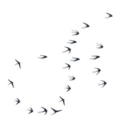 Flying martlet birds silhouettes vector illustration. Nomadic martlets school isolated on white.