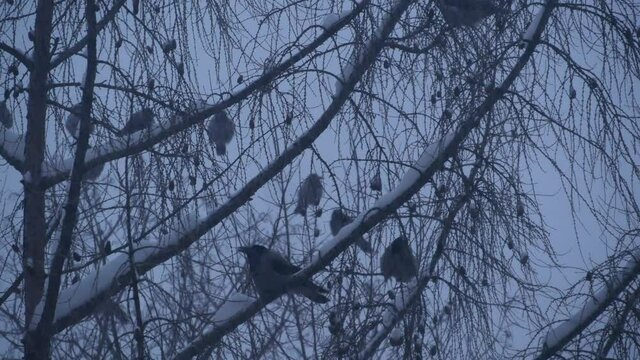Gothic black raven birds flock on bare leafless branch, many dark crows on tree in winter dusk. Corvus in gloomy mystic melancholic atmosphere of twilight, snow falling. Moody symbol of evil and death