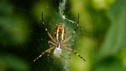Argiope spider on web. Yellow garden spider eating while sitting on the web. 