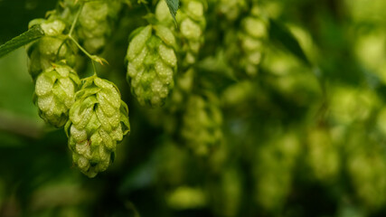 Green hop cones close up