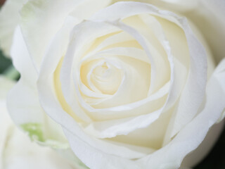 Fototapeta na wymiar White rose flower close-up petals,Rose flower bouquet