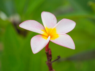 Frangipani flower,Spring background with beautiful white flowers