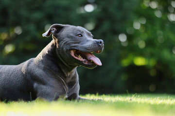 Side Portrait of Smiling Staffordshire Bull Terrier in the Garden. Happy Blue Staffy Lies Down in...