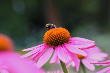 Bumble Bee Pollinates Purple Coneflower in the Garden. Bumblebee Collects Nectar from Echinacea Purpurea during Summer.