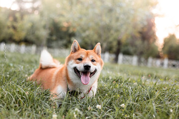 Beautiful Red Shiba Inu Dog  Outdoor