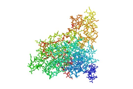 Human methionine aminopeptidase-2. Rendering based on protein data bank entry 1bn5. Rainbow coloring from N to C. 3d illustration
