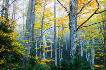 Fototapeta premium Autumn la Grevolosa forest, Osona, Barcelona, Spain