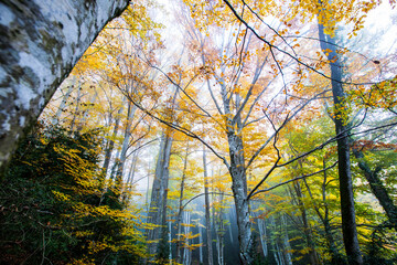 Obraz premium Autumn la Grevolosa forest, Osona, Barcelona, Spain