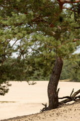 Stem of solitary pine tree on a hillside slope at the edge of the Soesterduinen sand dunes in The Netherlands. Unique natural phenomenon