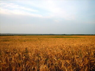 A flat field of wheat at sunset. The ears are almost ripe. The warm light of the sunset sky breaks through the lush clouds.