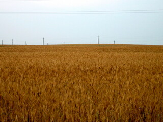 A flat field of wheat at sunset. The ears are almost ripe. The warm light of the sunset sky breaks through the lush clouds.