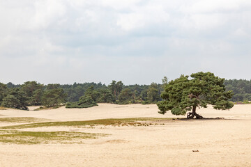Fototapeta na wymiar Dutch landscape with large solitary pine tree in the middle of the Soesterduinen sand dunes in The Netherlands. Unique natural phenomenon of sandbank drift plain.
