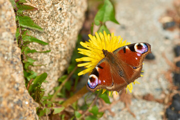 Tagpfauenauge beim Sonnenbad im Frühjahr	