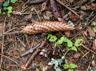 a spruce cone lies on the ground among branches and green leaves. brown background