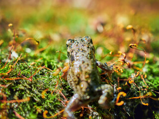 frog in the forest
