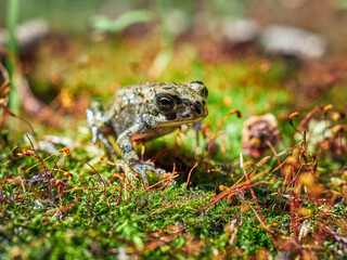 frog on the ground
