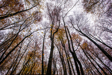 Autumn in La Fageda D En Jorda Forest, La Garrotxa, Spain