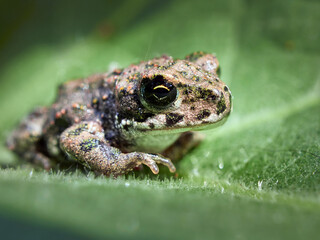frog on the grass