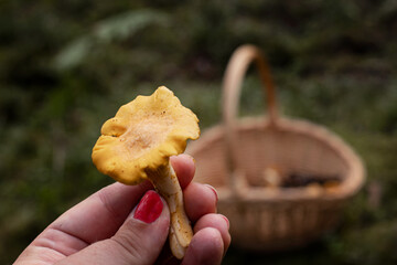 Holding up a wild edible golden chanterelle mushroom that has been picked in the forest. In the...