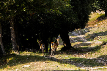 Fallow deers in La Garrotxa, Girona, Pyrenees, northern Spain. Europe © Alberto Gonzalez 