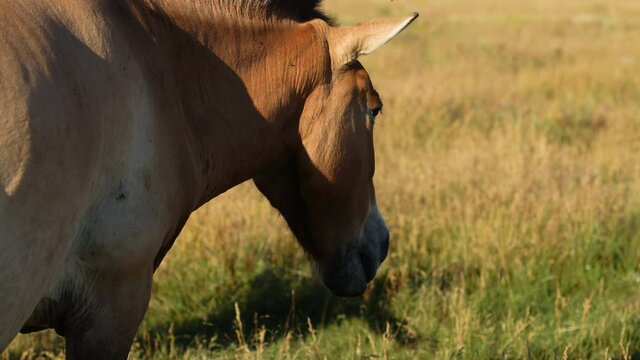 Beautiful brown Przewalski's horse eats a green grass in wild steppe in nature reserve Askania Nova, Ukraine