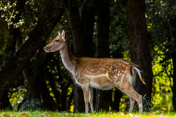 Fallow deers in La Garrotxa, Girona, Pyrenees, northern Spain. Europe