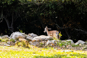 Fallow deers in La Garrotxa, Girona, Pyrenees, northern Spain. Europe