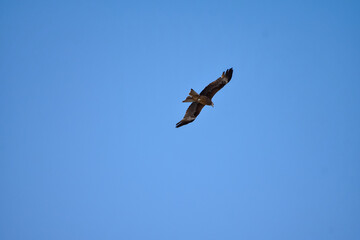 A bird of prey, soars high in the sky, tracking down its prey. Eastern Buzzard (Buteo Japonicus)