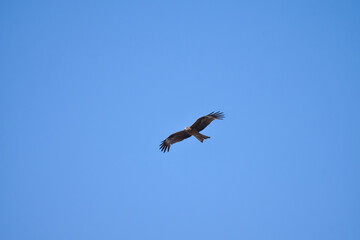A bird of prey, soars high in the sky, tracking down its prey. Eastern Buzzard (Buteo Japonicus)