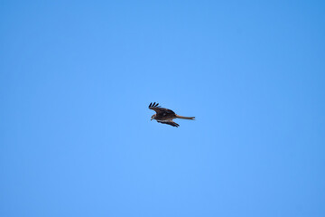 A bird of prey, soars high in the sky, tracking down its prey. Eastern Buzzard (Buteo Japonicus)