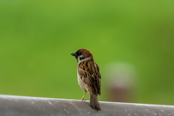 sparrow on a fence