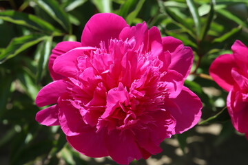 春の庭に咲くシャクヤクの濃いピンクの花