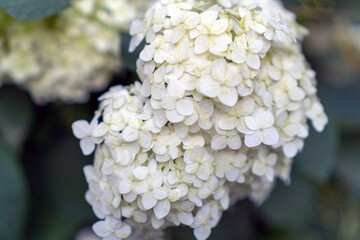 White hydrangea on the background of the garden