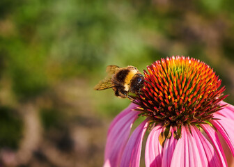 Close-up view of a bumblebee sitting and eating nectar from a flower.