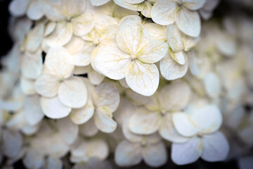 White hydrangea on the background of the garden macro photography