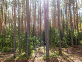 Obraz premium Pine forest with small spruces on a sunny day in Karelia, northwest Russia